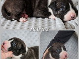 4 chiots American Staffordshire Terriers LOF
