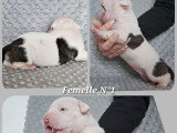 4 chiots American Staffordshire Terriers LOF