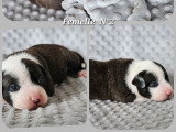 4 chiots American Staffordshire Terriers LOF