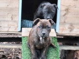 4 chiots femelles Staffordshire Bull Terriers LOF à vendre