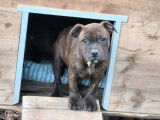 4 chiots femelles Staffordshire Bull Terriers LOF à vendre