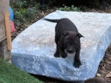 4 chiots femelles Staffordshire Bull Terriers LOF à vendre