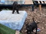 4 chiots femelles Staffordshire Bull Terriers LOF à vendre