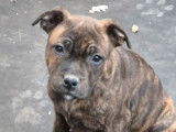 4 chiots femelles Staffordshire Bull Terriers LOF à vendre