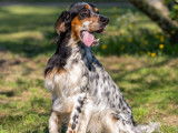 À vendre, un chien Setter Anglais LOF