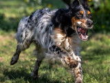 À vendre, un chien Setter Anglais LOF