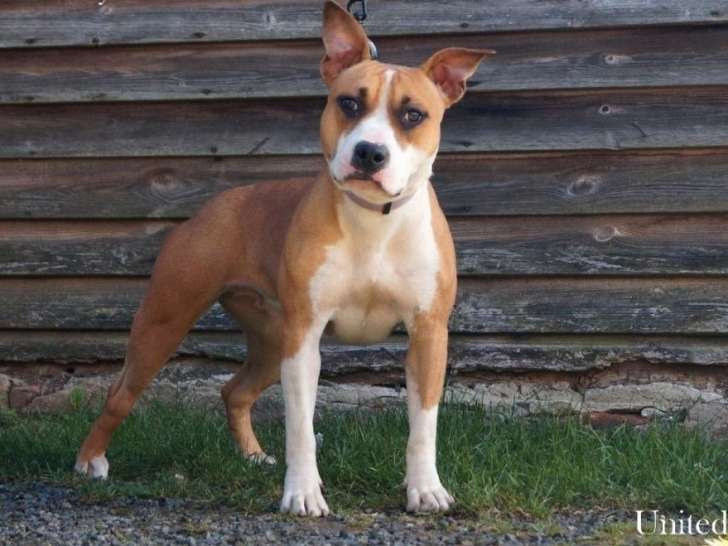 Une chienne American Staffordshire Terrier LOF à vendre
