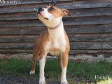 Une chienne American Staffordshire Terrier LOF à vendre