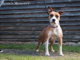 Une chienne American Staffordshire Terrier LOF à vendre