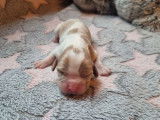 4 chiots Cavaliers King Charles LOF à réserver