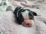 À réserver : 3 chiots Cavaliers King Charles LOF