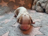 À réserver : 3 chiots Cavaliers King Charles LOF