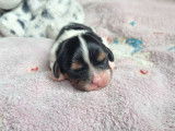 À réserver : 3 chiots Cavaliers King Charles LOF