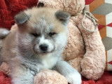 À réserver : 2 chiots Akita Inus LOF