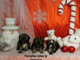 À vendre : des chiots Bichons Havanais LOF