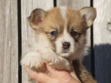 6 chiots Welsh Corgis Pembroke LOF à réserver