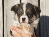 6 chiots Welsh Corgis Pembroke LOF à réserver