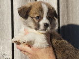 6 chiots Welsh Corgis Pembroke LOF à réserver