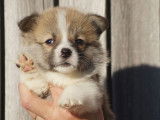 6 chiots Welsh Corgis Pembroke LOF à réserver