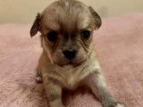 Chiots Chihuahua à vendre