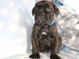 À réserver : 3 chiots mâles Cane Corso LOF