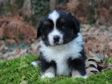 Des chiots Berger Américain Miniature LOF à vendre