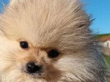 2 chiots mâles Spitz Pomeranian LOF à vendre