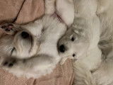 Chiots Berger Blanc Suisse LOF à vendre