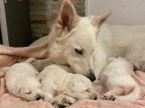 Chiots Berger Blanc Suisse LOF à vendre