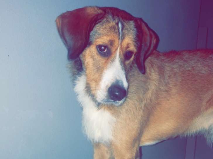Chien adulte Mâle à donner