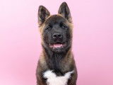 Azur chiot femelle Akita Américain LOF à vendre