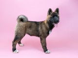 Azur chiot femelle Akita Américain LOF à vendre