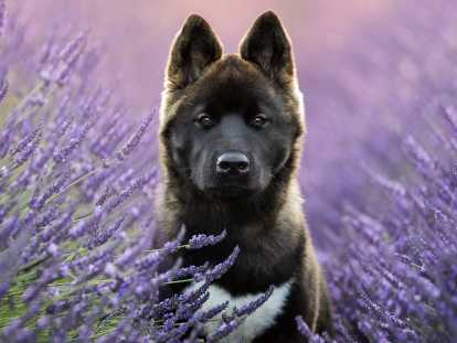 Azur chiot femelle Akita Américain LOF à vendre