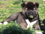 Azur chiot femelle Akita Américain LOF à vendre