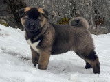Azur chiot femelle Akita Américain LOF à vendre