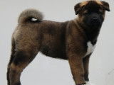 Azur chiot femelle Akita Américain LOF à vendre
