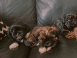 Chiots Shih Tzu à vendre