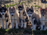 Magnifiques chiots Husky croisé Akita à vendre