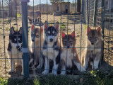 Magnifiques chiots Husky croisé Akita à vendre