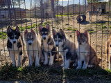 Magnifiques chiots Husky croisé Akita à vendre