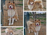 Magnifiques chiots Husky croisé Akita à vendre
