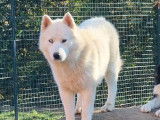 Chien Hhusky blanc aux yeux vairons à vendre