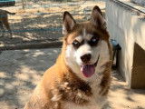 Femelle Husky à donner
