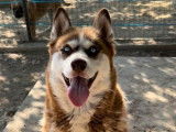 Femelle Husky à donner