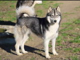 Femelle Husky à donner