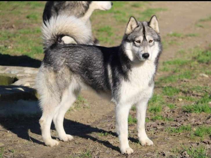 Femelle Husky à donner