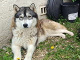 Femelle Husky à donner