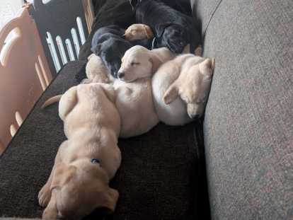 Chiots Labernois à vendre