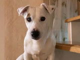 Herold, mâle Jack Russel disponible pour saillie