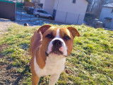Mâle American Staffordshire Terrier disponible pour saillie